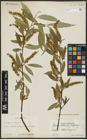 Foto von Salix alba L. x Salix fragilis L.
